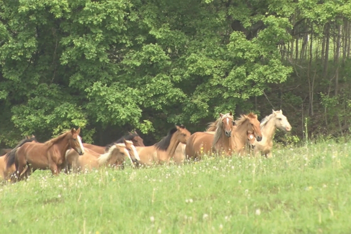 “Йылҡы аҫырау – ныҡ сауаплы!...”