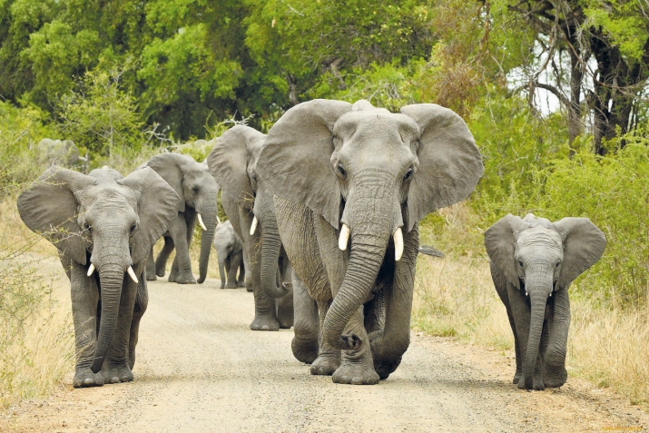 Херлъунилан пил холаро