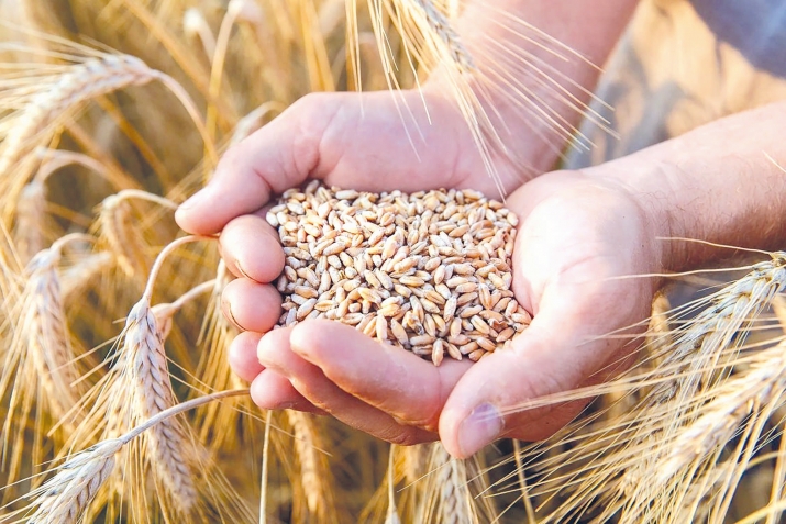 ШейтIни туву насигьятнан гаф