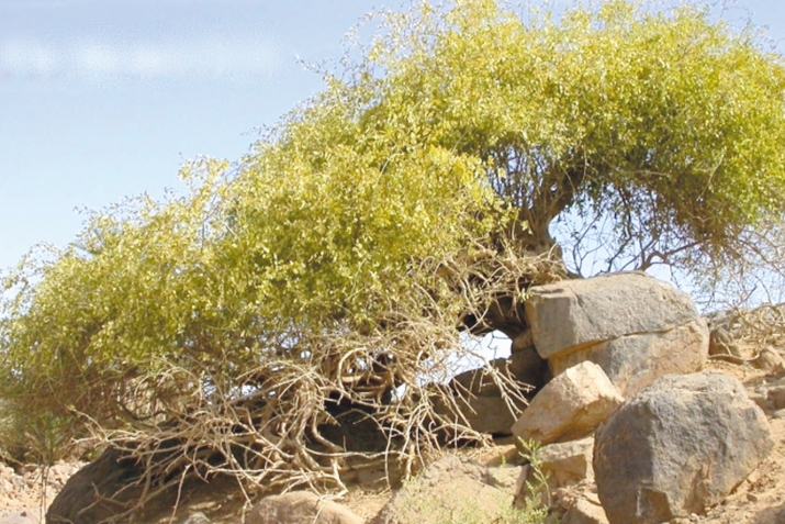 Холелъулги кумек