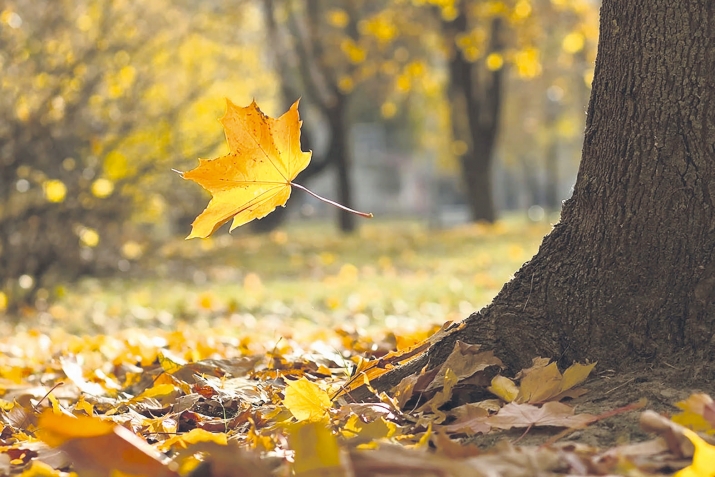 Тәсадүфиликләр тәсадүфи дејил