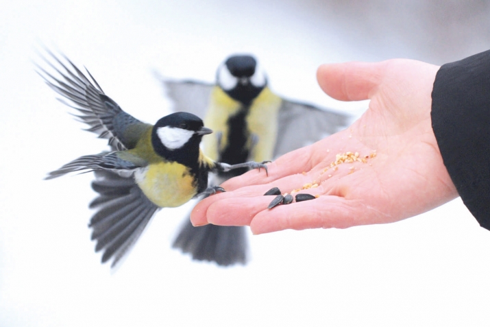 Ужувлан ляхниъ аьхю шадвал