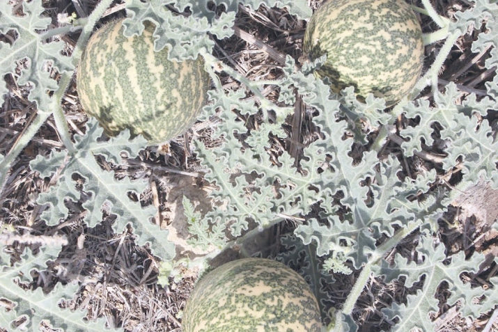 Махау һәм асцит ауырыуҙарын дауалау ысулдары