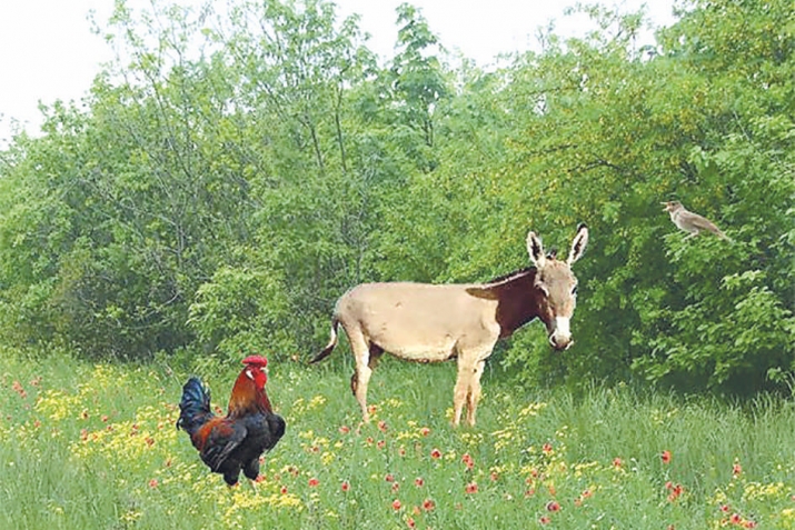 ЭмхIели шайтIан чебиу, дагъали – малаик