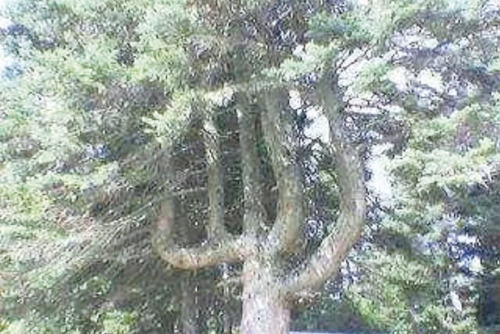 Зекер ҡылыуҙың сауаптары