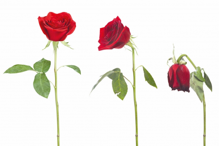 Зун… къаридиз «гъуьлуьз фена»