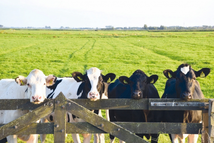 Бедбахтвили чанар къутармишна