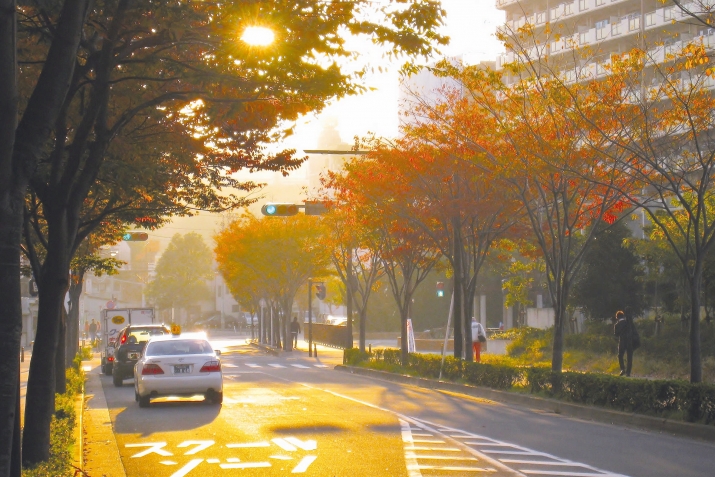 РорчIа макьидаса