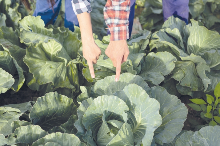 Карам – давои панкреатит