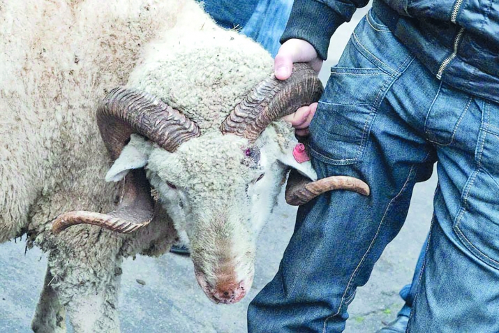 Кьурбан-Байрам