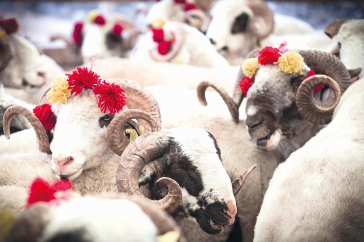 Гурбаны неҹә дүзҝүн шәкилдә кәсмәк олар