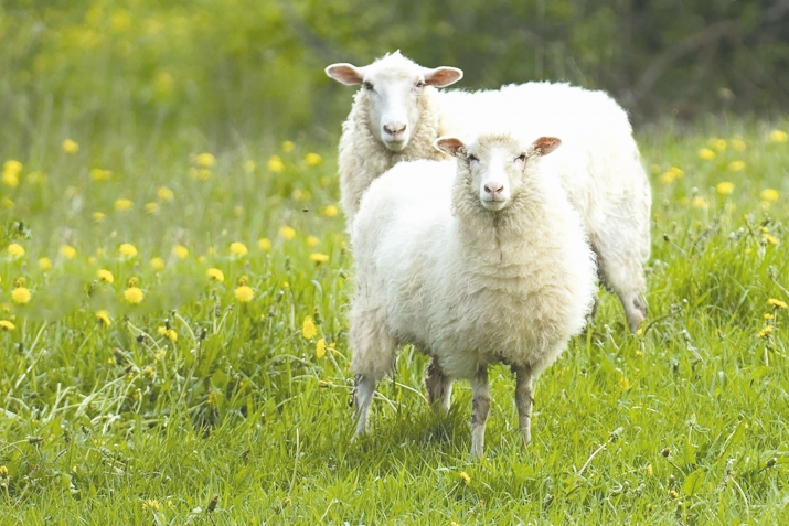 Къурбандин сувар