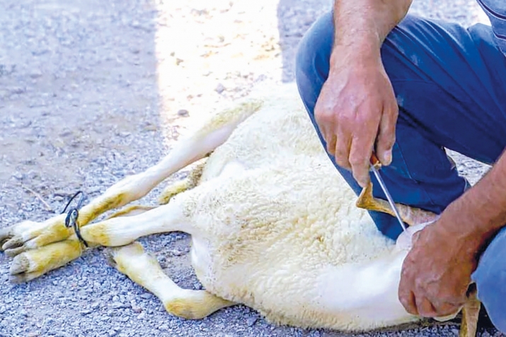 Гьяйванат убккбан къайда