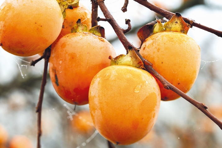 Риидалил нигIматал