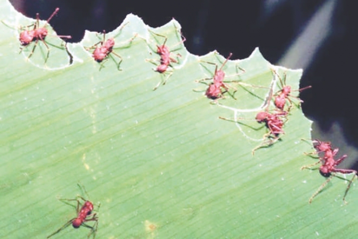 PLANTS IN THE KORAN AND SUNNAH