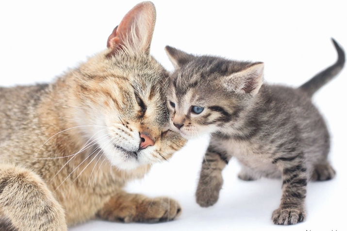 ТалихI баргес