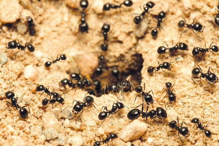 ГIакъилал цIунцIраби