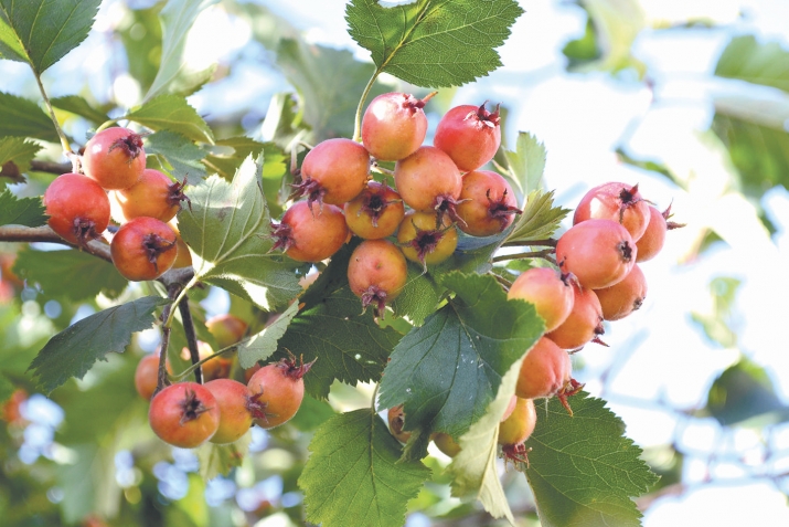 Дӯлона – муҳофизи дандон ва гурда