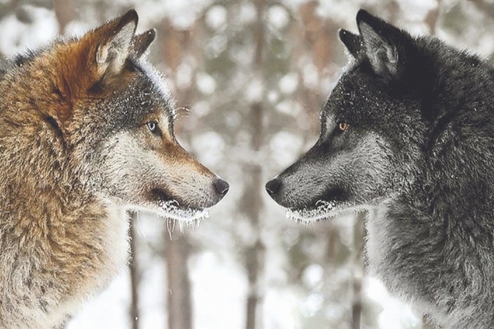 Хала дудешла насихIят