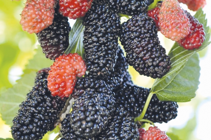 Ышандырырлыҡ яуап