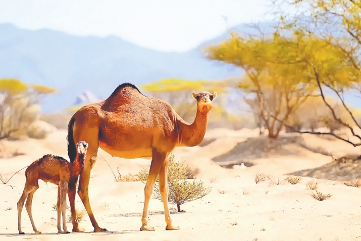 Һуд  һәм Салих  пәйғәмбәрҙәр тураһында