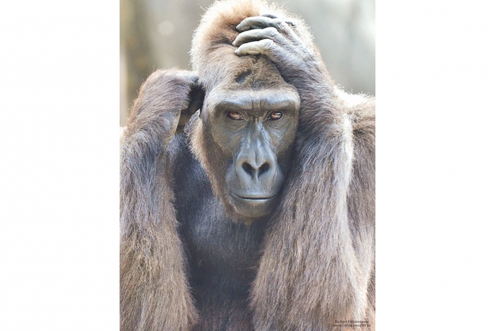 Беренсе кеше