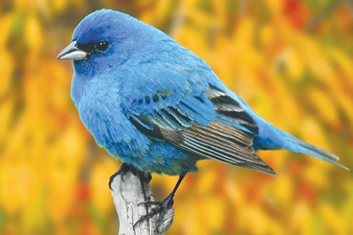 KORAN ABOUT BIRDS AND INSECTS