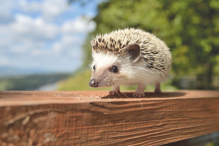 Кьядгаличила