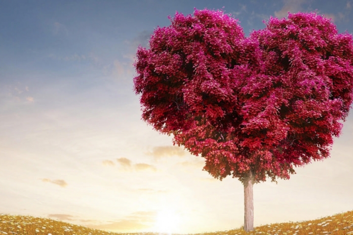 Favorite of millions