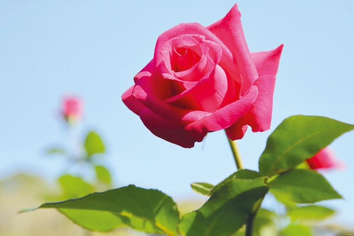 KADINLARIN ÖZEL HALLERİ