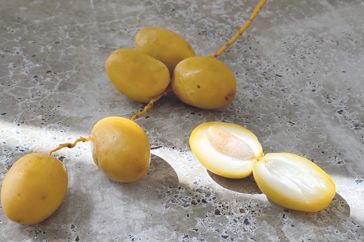 Идавсин ﷺ ххирасса ахъулсса