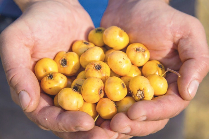 Дӯлона – муҳофизи дандон ва гурда