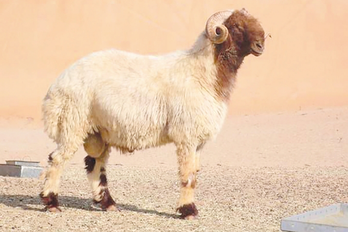 Аллагьдин Расулдин ﷺ тIуьн