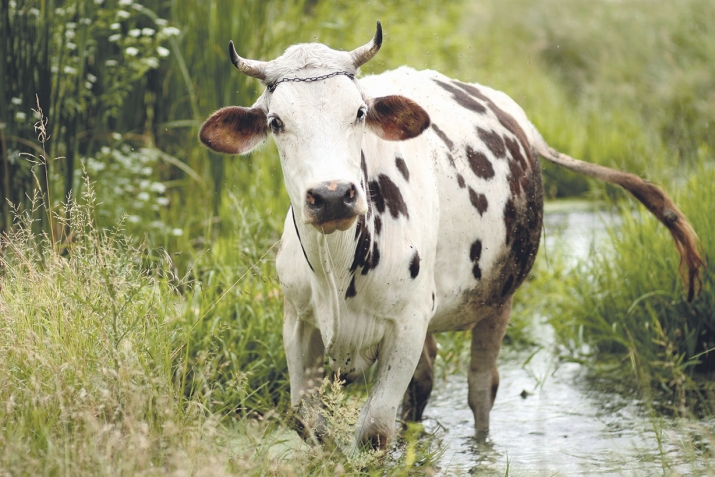 Суалти-жавабти