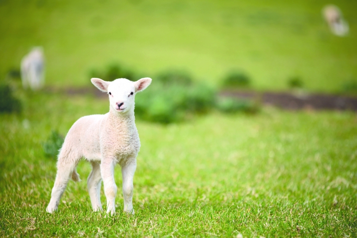 Sacrifice that is advisable to perform in the Month of Rajab