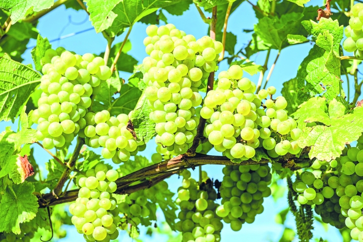 KORAN AND SUNNA ON HEALTHY FOOD