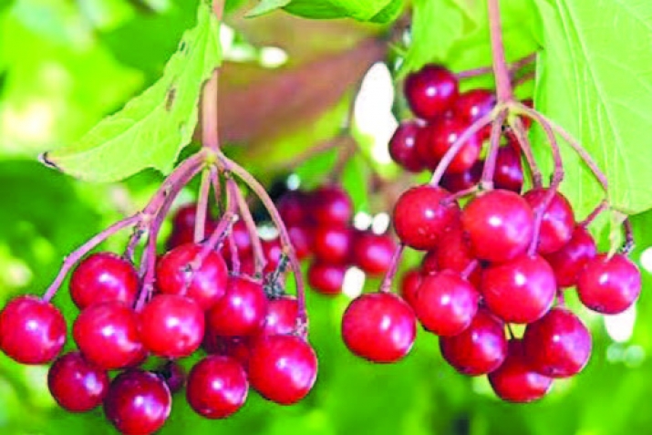 Тlебии дарманар