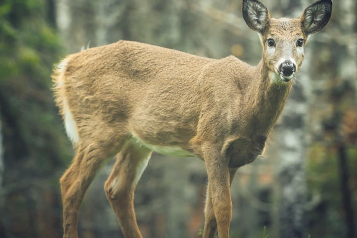 Аварагасул ﷺ цо-цо вакъигIатал