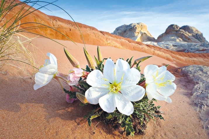 ТIоцебе ислам босарай