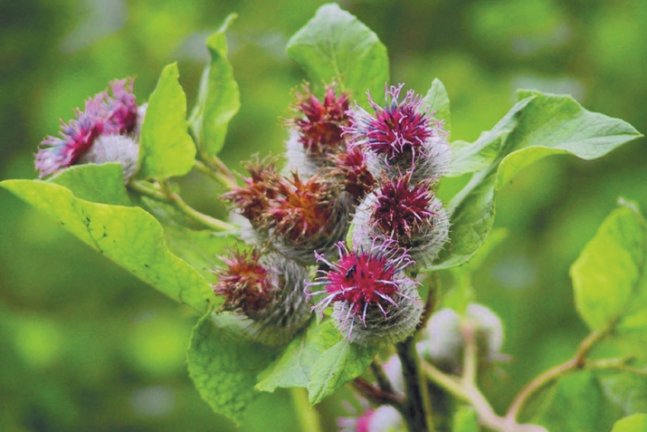 ХIекьулла пайда