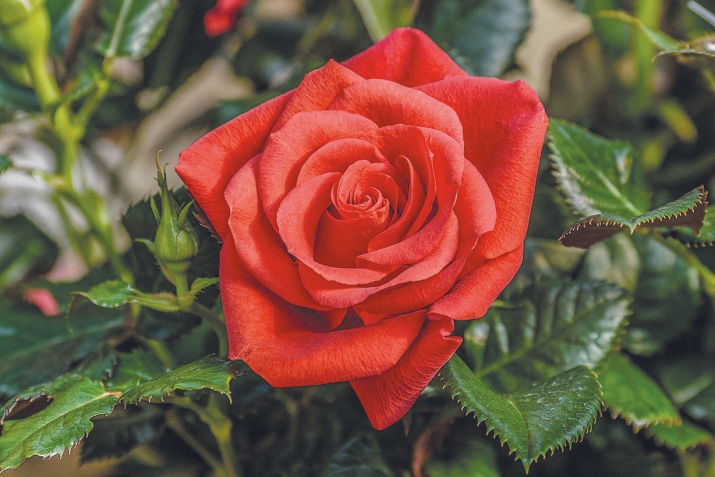 Идавсил ﷺ душ ФатIима