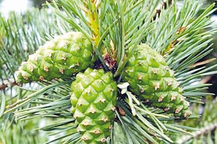 Дармандин набататар