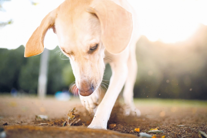 Сил ва ху - гьаму гьяйванатарикан вуйи нежесдихьан марцц хьуб