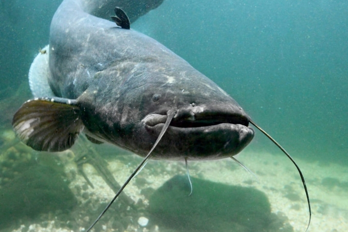 Һорауҙар һәм яуаптар