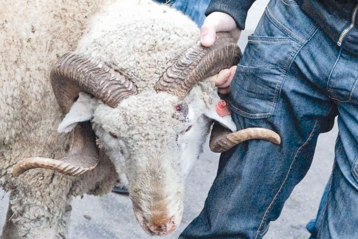 Гирами гъурбан машквар багахь шула
