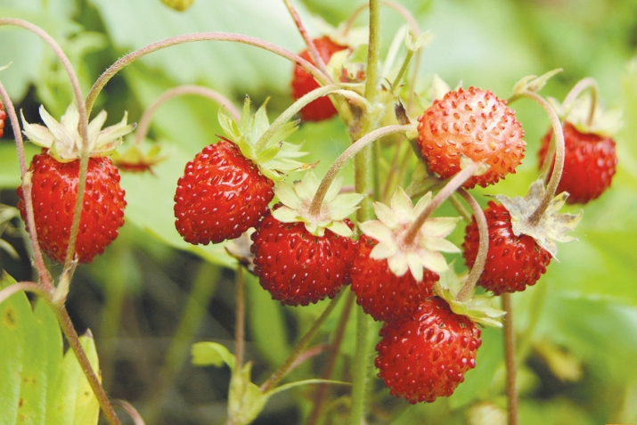 Ҡайын еләге