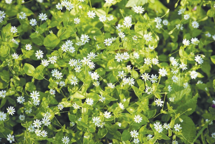 Чудни дирути кьар (мокрица)