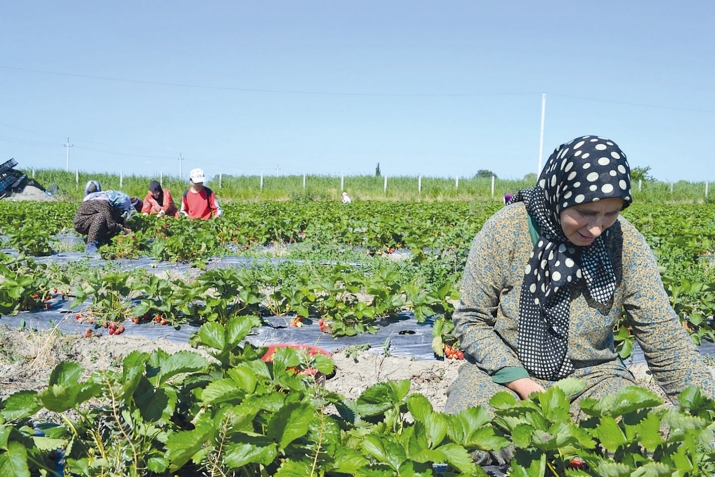 Руччабазул кверал