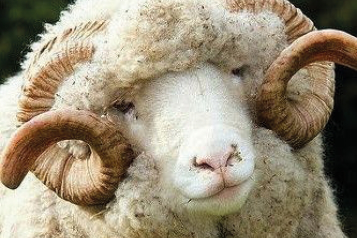 Къурбаналъул адабал