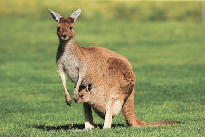 Ажайиб махлукьатар